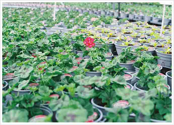 greenhouse bench applications for nurseries flowers and research