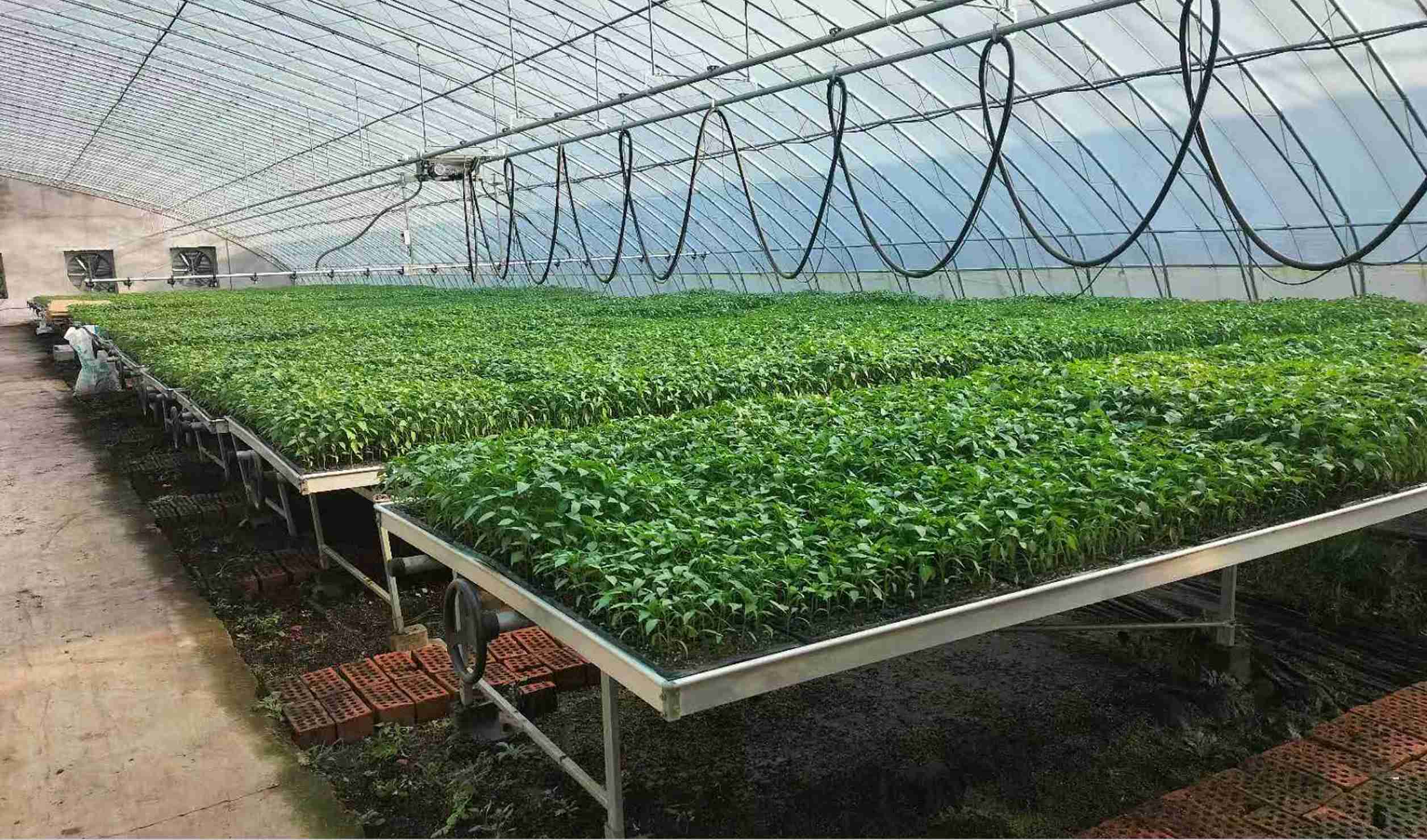 greenhouse seedling bench system for young plant production