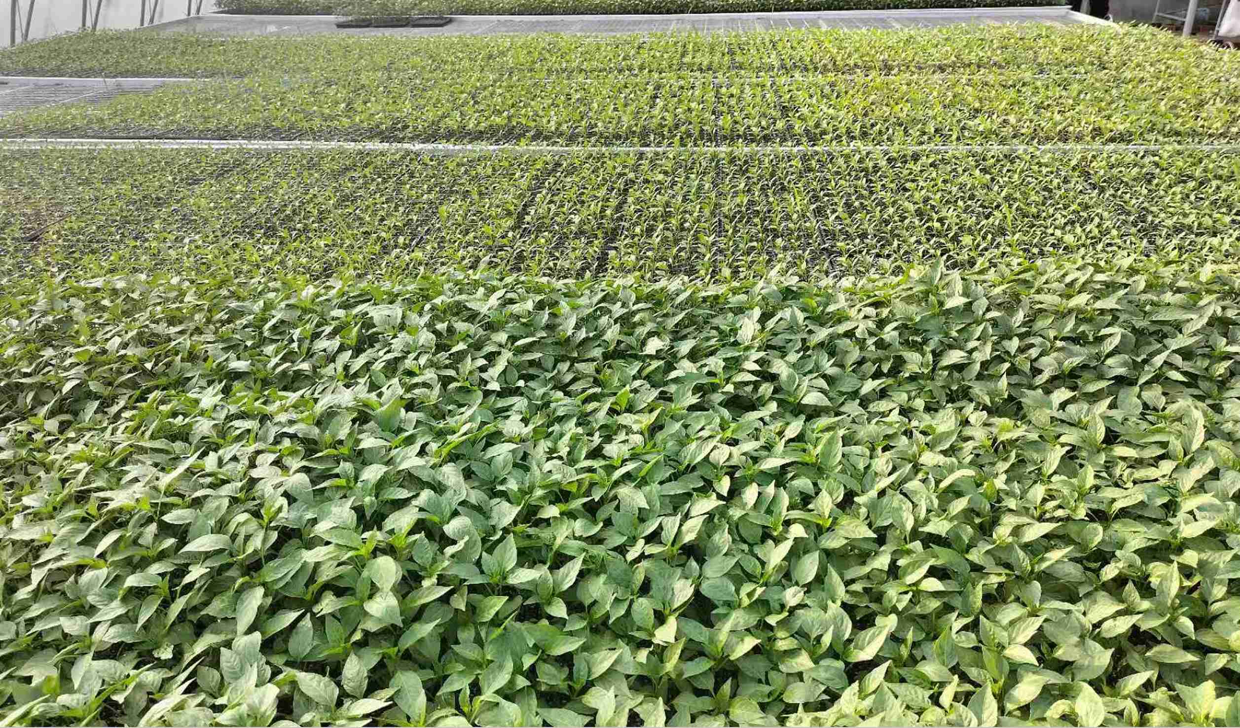greenhouse seedling bench system for young plant production