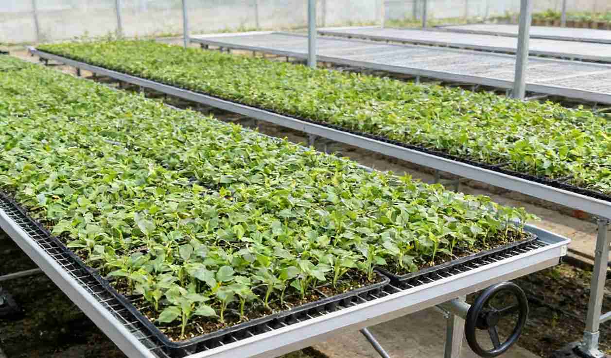 mesh seedling bench for greenhouse nurseries